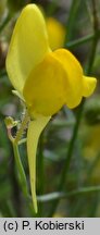 Linaria spartea (linaria miotlasta)