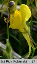 Linaria spartea (linaria miotlasta)