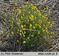 Linaria spartea (linaria miotlasta)