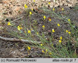 Linaria spartea (linaria miotlasta)