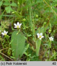 Linum catharticum (len przeczyszczający)