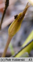 Littorella uniflora (brzeżyca jednokwiatowa)