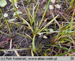 Littorella uniflora (brzeżyca jednokwiatowa)