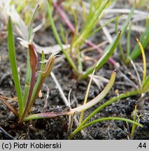 Littorella uniflora (brzeżyca jednokwiatowa)