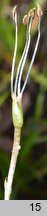 Littorella uniflora (brzeÅ¼yca jednokwiatowa)