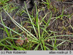 Littorella uniflora (brzeżyca jednokwiatowa)