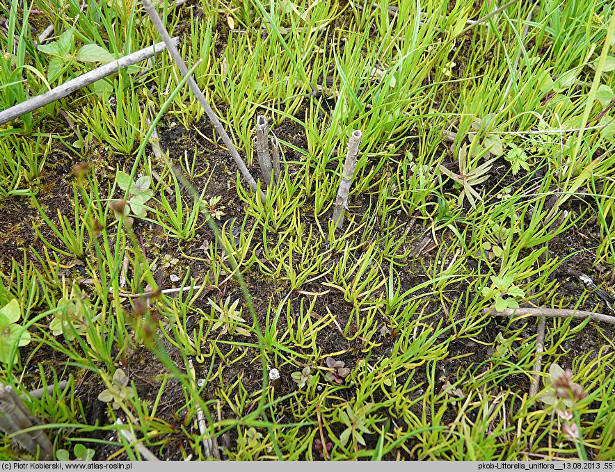 Littorella uniflora (brzeżyca jednokwiatowa)