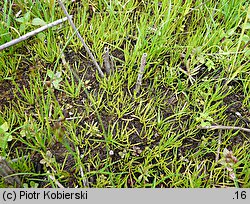 Littorella uniflora (brzeżyca jednokwiatowa)