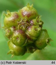 Lonicera periclymenum (wiciokrzew pomorski)