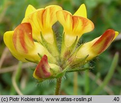 Lotus corniculatus (komonica zwyczajna)