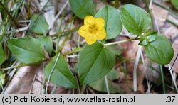 Lysimachia nemorum (tojeść gajowa)