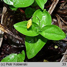 Lysimachia nemorum (tojeść gajowa)