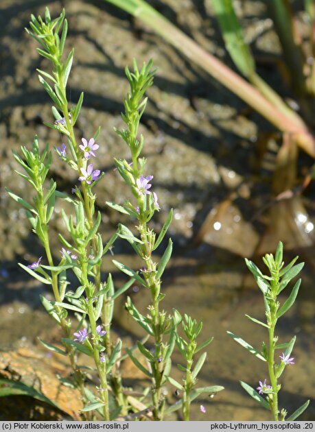 Lythrum hyssopifolia (krwawnica wąskolistna)