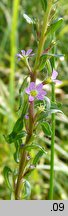 Lythrum hyssopifolia (krwawnica wąskolistna)