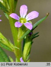 Lythrum hyssopifolia (krwawnica wąskolistna)