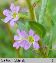 Lythrum hyssopifolia (krwawnica wąskolistna)