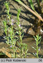 Lythrum hyssopifolia (krwawnica wąskolistna)