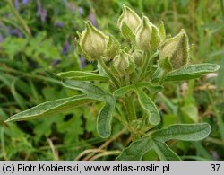 Malva alcea (ślaz zygmarek)