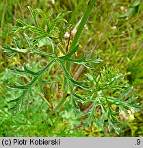 Malva moschata (ślaz piżmowy)