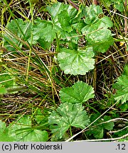 Malva moschata (ślaz piżmowy)