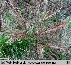 Matteuccia struthiopteris (pióropusznik strusi)