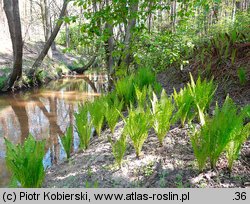 Matteuccia struthiopteris (pióropusznik strusi)