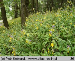 Melampyrum nemorosum (pszeniec gajowy)