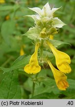 Melampyrum nemorosum (pszeniec gajowy)