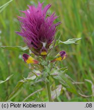 Melampyrum arvense (pszeniec różowy)