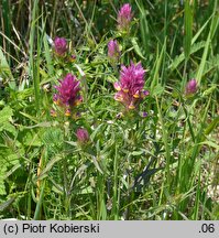 Melampyrum arvense (pszeniec różowy)