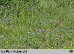 Melampyrum arvense (pszeniec różowy)