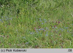 Melampyrum arvense (pszeniec różowy)