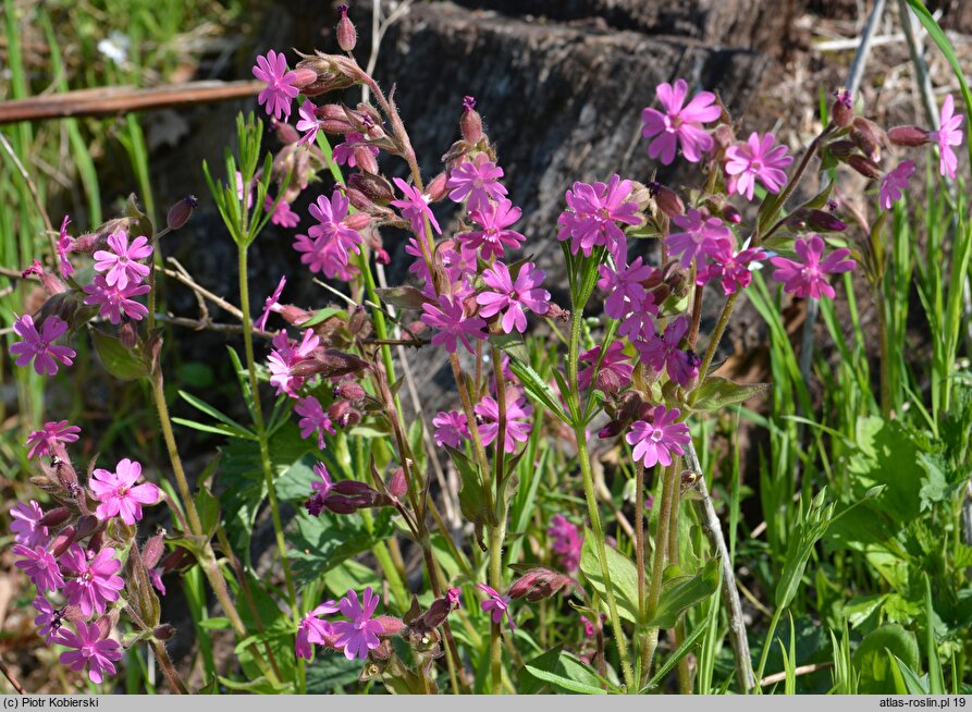 Melandrium rubrum (bniec czerwony)