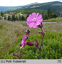 Melandrium rubrum (bniec czerwony)