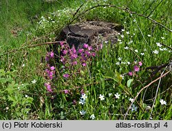 Melandrium rubrum (bniec czerwony)