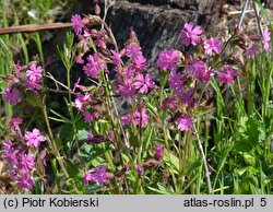 Melandrium rubrum (bniec czerwony)