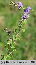 Mentha pulegium (mięta polej)