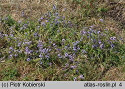 Mentha pulegium (mięta polej)