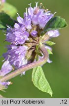 Mentha pulegium (mięta polej)