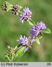 Mentha pulegium (mięta polej)