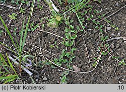 Mentha pulegium (mięta polej)