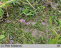 Mentha pulegium (mięta polej)