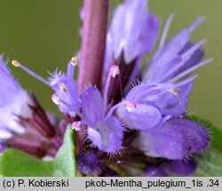 Mentha pulegium (mięta polej)