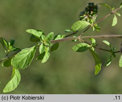 Mentha pulegium (mięta polej)