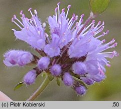 Mentha pulegium (mięta polej)