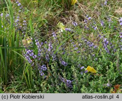 Mentha pulegium (mięta polej)