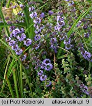 Mentha pulegium (mięta polej)