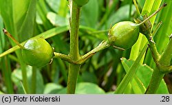 Menyanthes trifoliata (bobrek trójlistkowy)