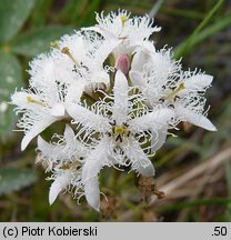 Menyanthes trifoliata (bobrek trójlistkowy)