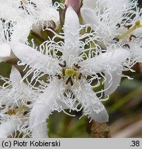 Menyanthes trifoliata (bobrek trójlistkowy)